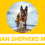 Best German Shepherd Movies | Must Watch - Starring Dog