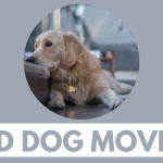 Unique Sad Dog Movies | Watch with your Family & Dog